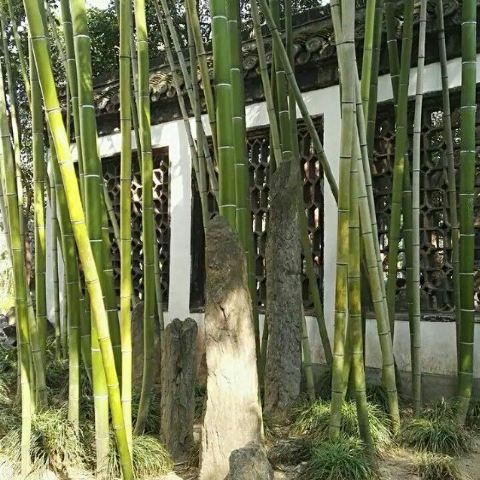 四季石之春.以石笋形状的太湖石缀在大门的竹间,一片春意盎然.