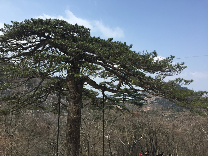 扬州黄山婺源重庆往返十日自助游,追寻春天的无锡黔江区自助游攻略图片