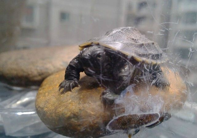 小乌龟淘气记,我家有这么可爱的小乌龟,可是它们就是不肯进窝里来睡觉