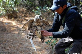 猎鹰谷,丽江猎鹰谷攻略\/地址\/图片\/门票