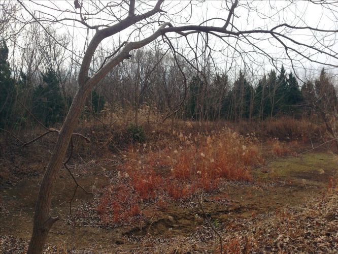 【加游站】大丰麋鹿自然保护区 - 大丰游记攻略