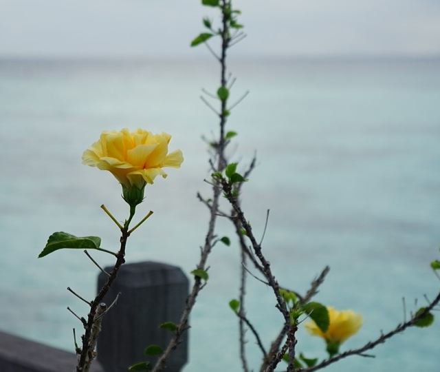 海边的花