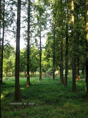 宝杨路码头上船出发崇明2日自由行图文攻略 -