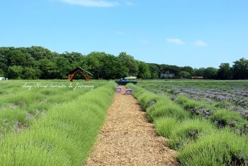 纽约长岛熏衣草一日游 - 美国游记攻略