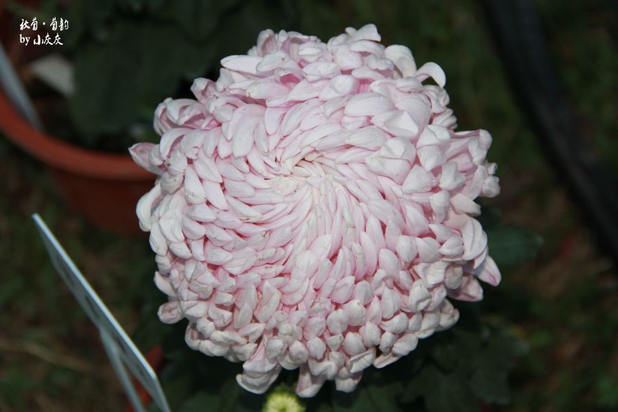 随手拍!深圳东湖公园菊花展 57 - 深圳游记攻略