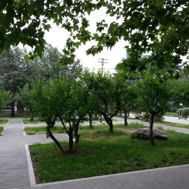 Ժ
