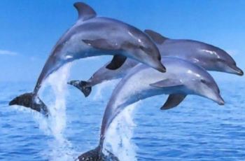 苏州海洋馆,苏州苏州海洋馆攻略\/地址\/图片\/门票