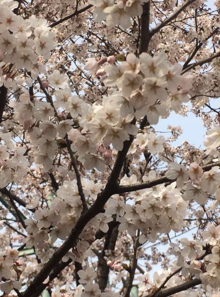 青岛海边赏花一日游 - 青岛游记攻略 - 携程社区