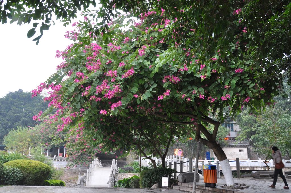 细雨中的桂林