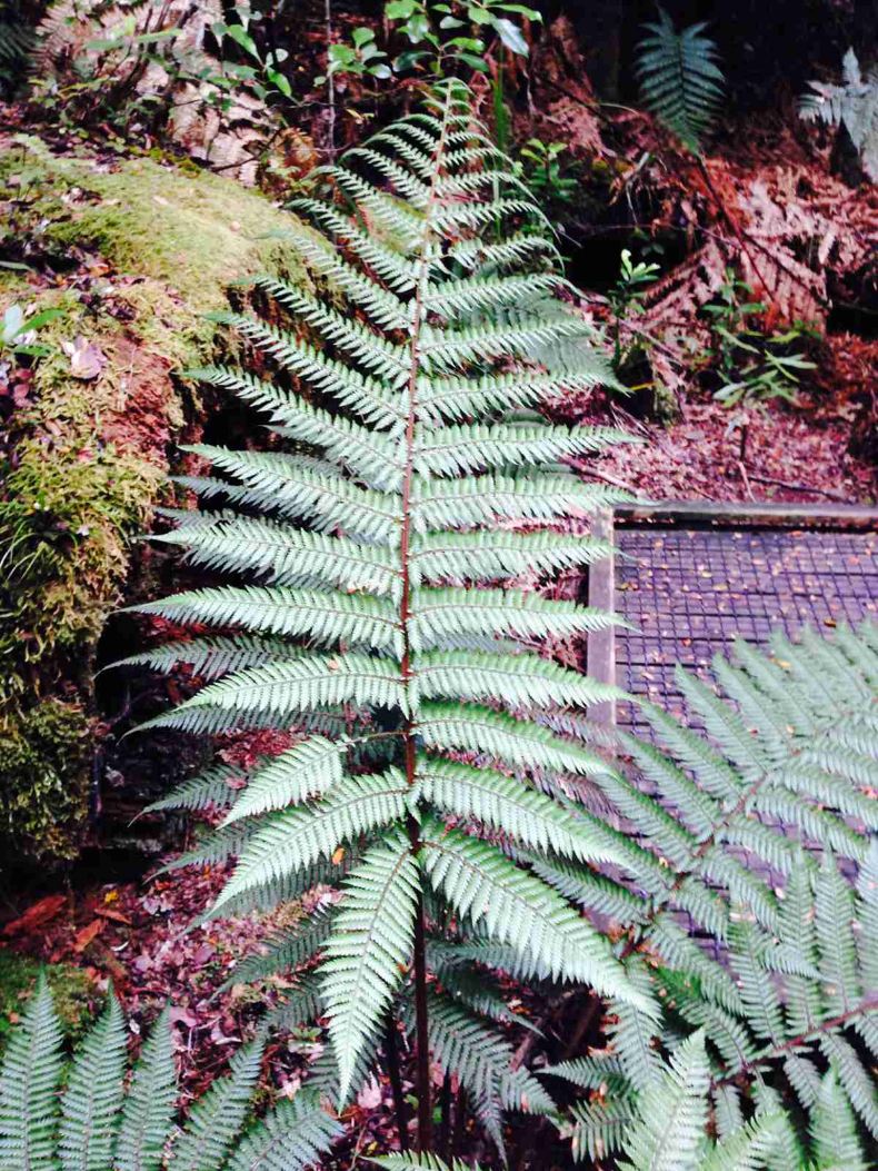 与洋人混迹新西兰(自由行) - 新西兰游记攻略【