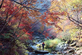 本溪老边沟的枫叶(志新,2014-10-2,二日游) - 本