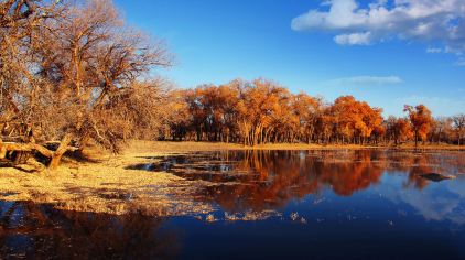 『内蒙古额济纳旗』阿拉善盟胡杨林+八道桥+