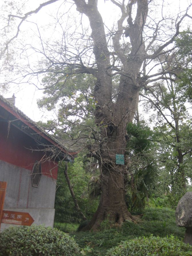 楚秦十一日游 - 武当山游记攻略【携程攻略】