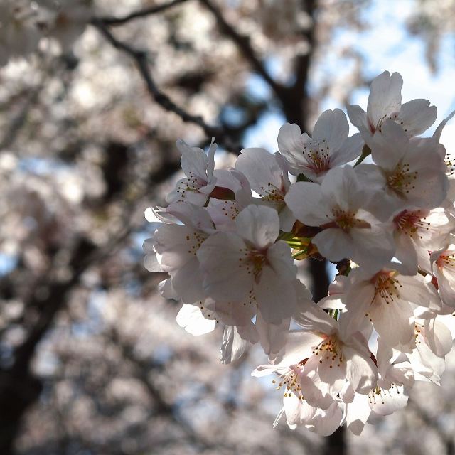 我的日本樱花游-在寺院神社,名城尽情享受樱花的魅力