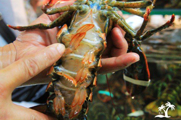 【三亚】海之南,地之角。(属于你我的三亚) - 三