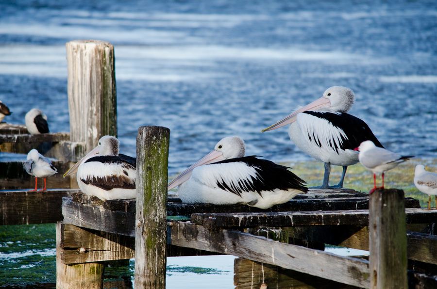 跟团游澳洲你要注意的 - 墨尔本游记攻略【携程