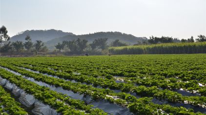 聚龙岛生态园草莓甘蔗采摘 (5).jpg