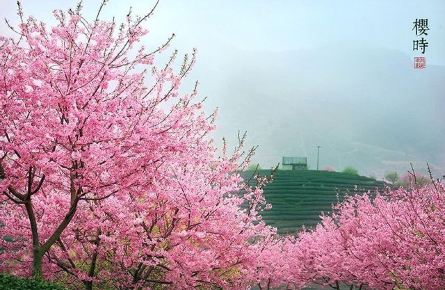 漳平市永福的樱花节 - 龙岩游记攻略