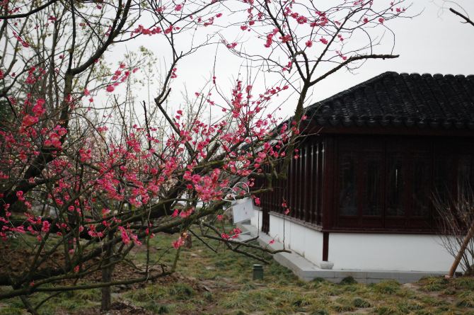 【梅花节】 早春寒雨何足惧,众人争睹香雪海.