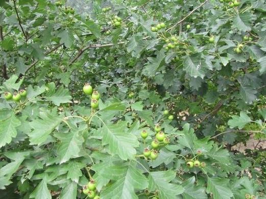 蓟县风景图片,蓟县旅游景点照片\/图片\/图库\/相册【携程攻略】