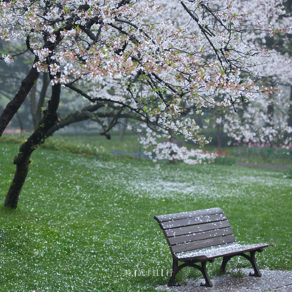 太子湾 风吹雨成花 落樱遍地 那些曾说过不分离