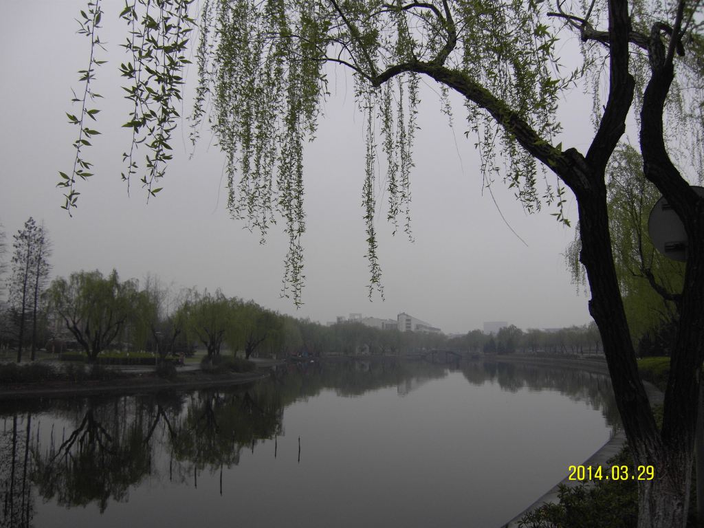 清明时节雨纷纷,下江南!美景烟雨如画(一天闲适走上海大学)天鹅烟雨照