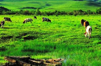杜尔伯特草原,大庆杜尔伯特草原攻略\/地址\/图片