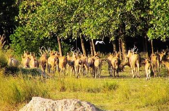 大丰麋鹿保护区,大丰大丰麋鹿保护区攻略\/地址