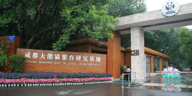 成都大熊猫繁育基地-介绍,门票,点评,照片,视频