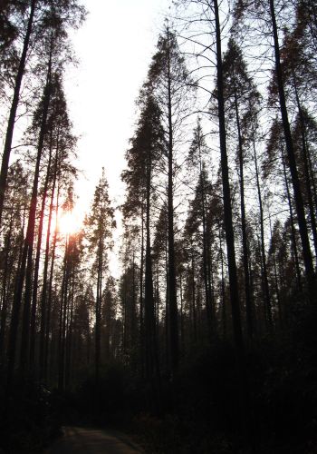 上海周边西塘、崇明二日自驾游 - 崇明游记攻略