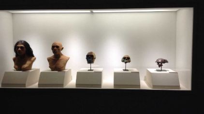 直立人化石 (4).jpg