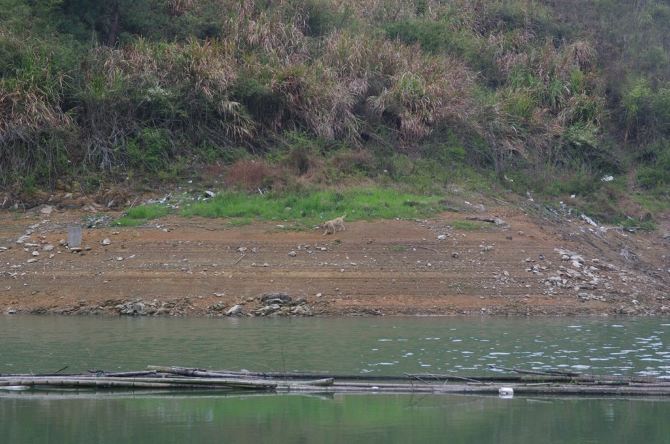 去千岛湖钓黄尾鲴,去杭州临安昌化看山花烂漫