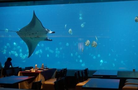 周末珠海长隆海洋王国瞎逛,海底餐厅不错 - 珠