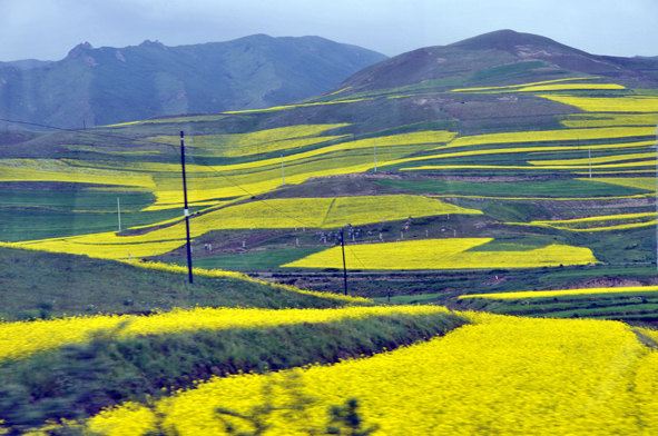 六月父子兰州 敦煌 嘉峪关 张掖 西宁青海湖 6日