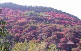 【五峰山天气预报】济南五峰山天气预报一周,