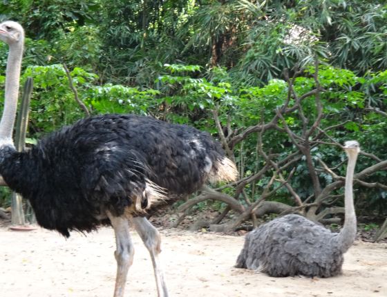 番禺长隆野生动物园