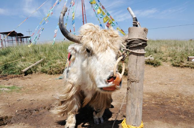 海湖独行记录 没看茶卡盐湖欣赏祁连卓尔山丹