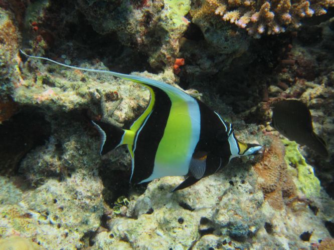 蜜月天堂 lily一价全包 - 马尔代夫游记攻略