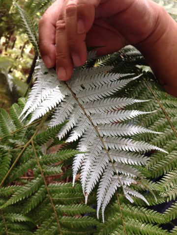 11月新西兰南北岛11天携程跟团游 - 基督城游