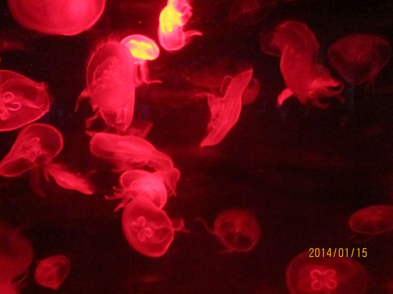 跟团的港澳游,感受资本主义的魅力 - 香港游记