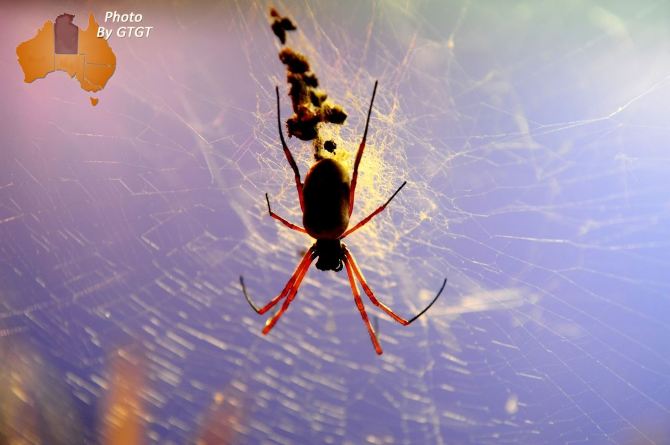 金球织网蜘蛛,这类蜘蛛以发光的金丝得名