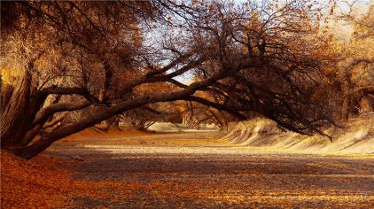 『内蒙古额济纳旗』阿拉善盟胡杨林+八道桥+