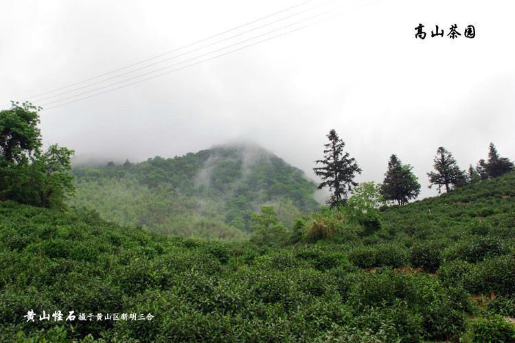 太平湖茶园文化导游词 - 黄山游记攻略