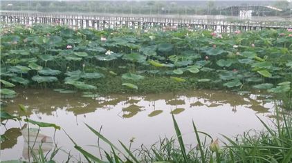 鑫农湖荷花湿地公园