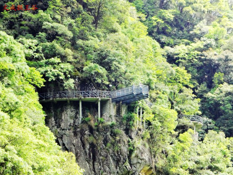 泰顺乌岩岭,永嘉的四海山,龙湾潭和五星潭等五个森林公园,等一一走过