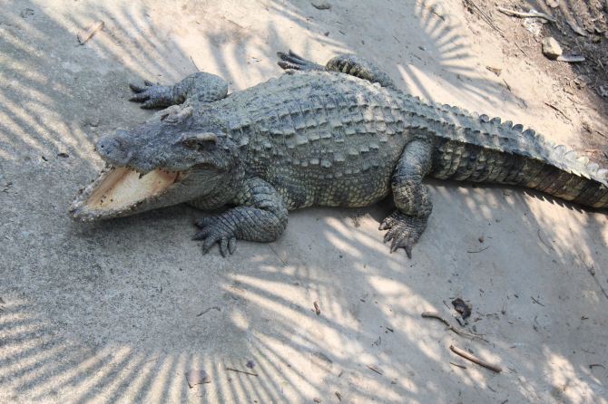 武汉出发到广州长隆之行 - 广州游记攻略