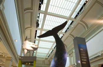 美国自然历史博物馆,纽约美国自然历史博物馆