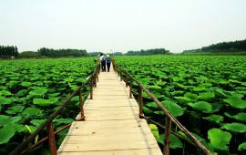 保定白洋淀宝岛天气预报,历史气温,旅游指数,白