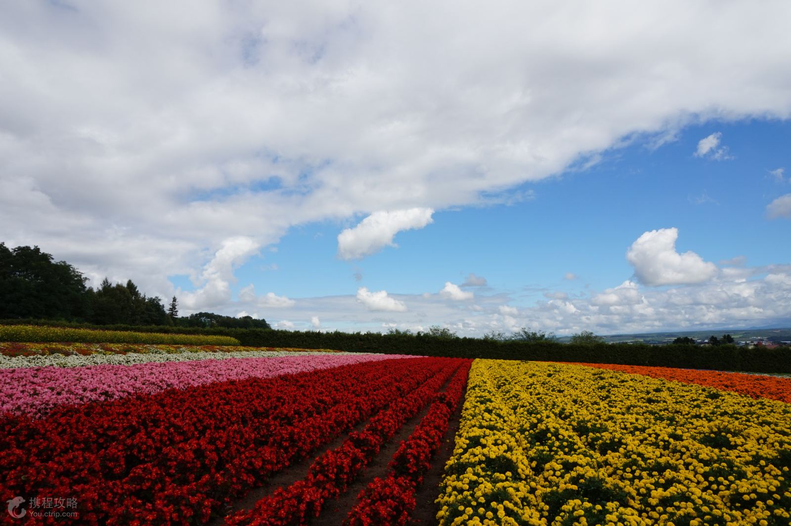 日本北海道5日跟团游(3钻)·富田农场 熏衣草冰