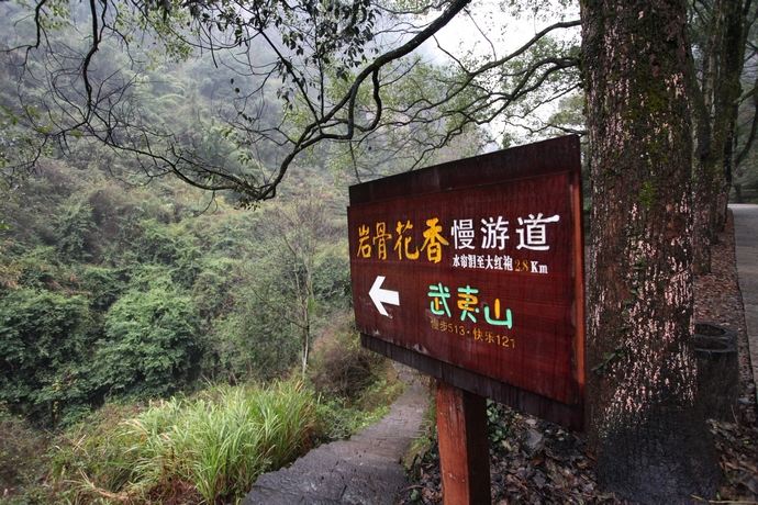 雨中慢游岩骨花香寻访传奇大红袍